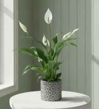 Gri Beton Saksıda Spatifillyum