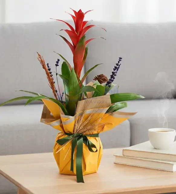 Guzmania