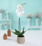Geometrik Saksıda Tek Dal Beyaz Orkide
