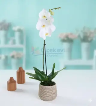 Geometrik Saksıda Tek Dal Beyaz Orkide