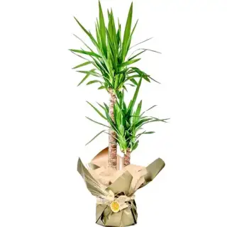 2 Gövdeli Yucca Bitkisi