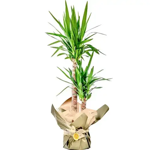 2 Gövdeli Yucca Bitkisi